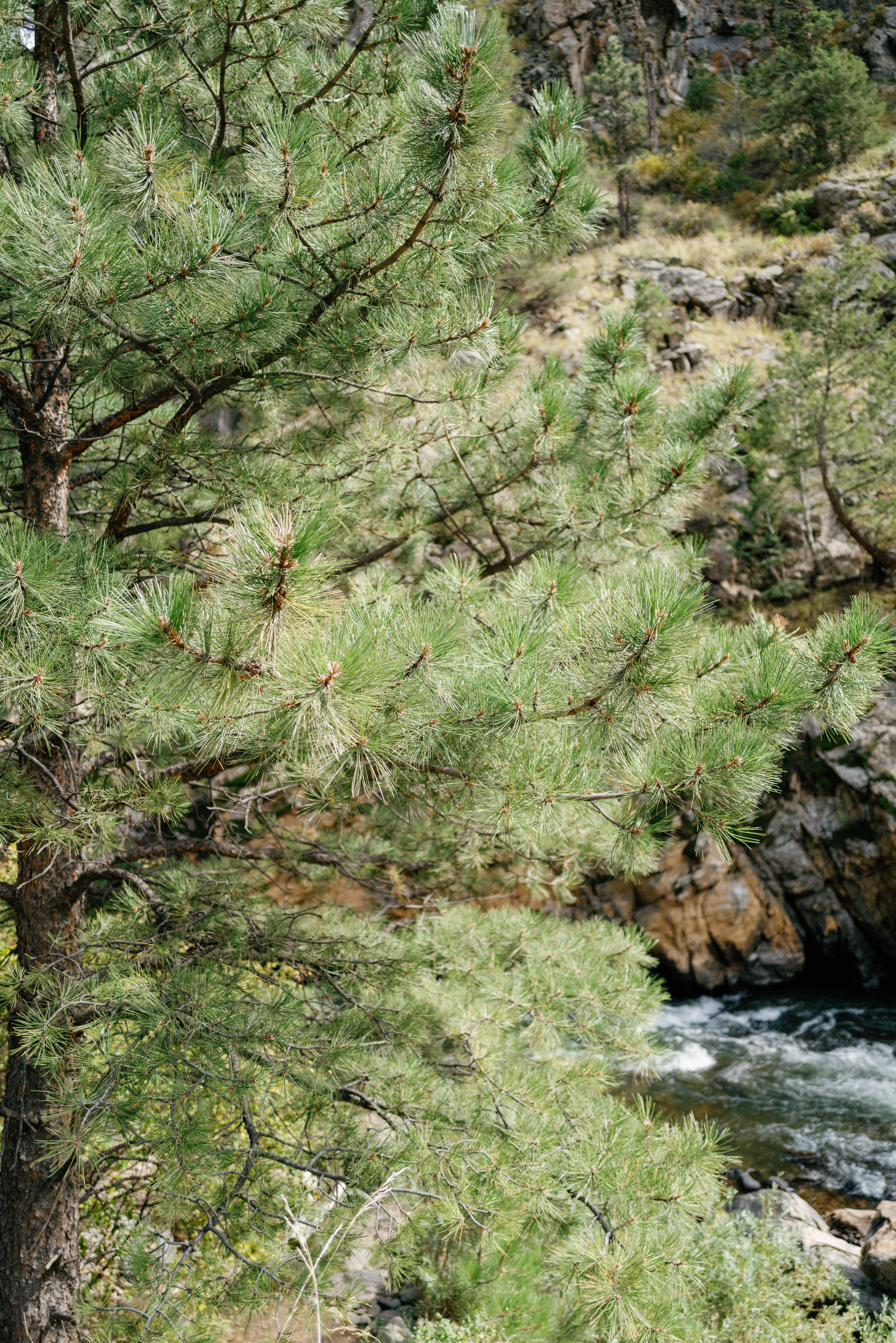 aj-golden-colorado-engagement-hunter-ryan-photo-44