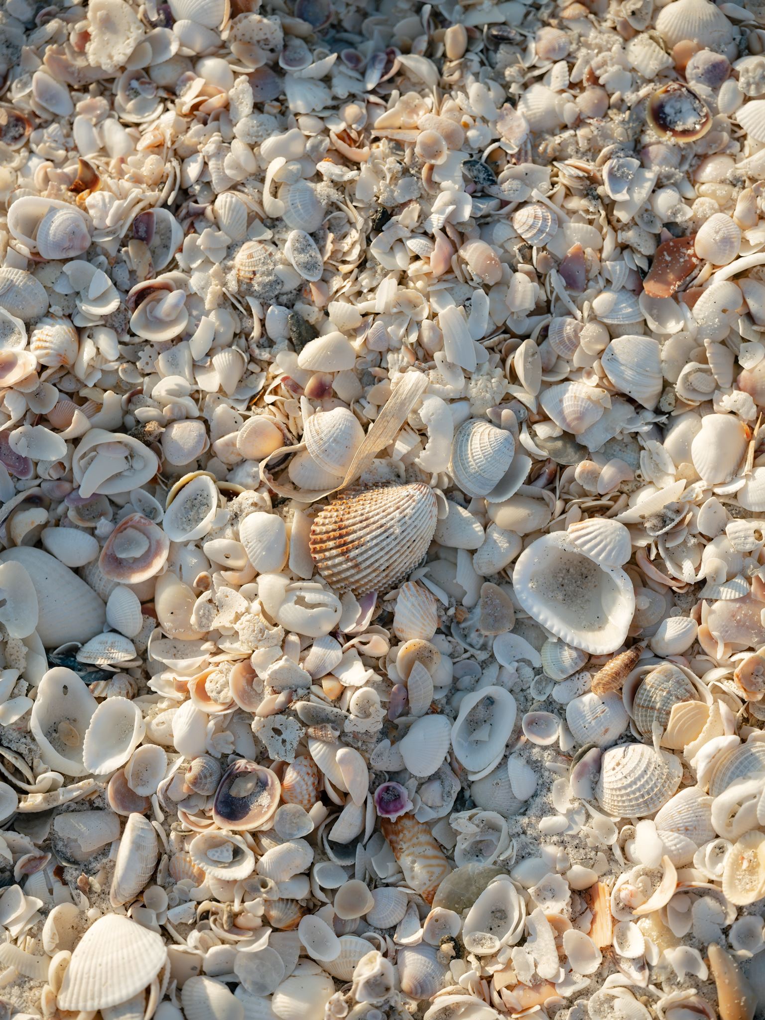 Gasparilla Island Maternity Session | Sara & Nick